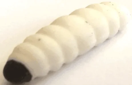 Yummy Bait Camola 3cm (8buc/plic)