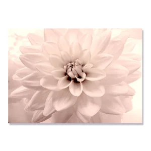 Tablou Canvas - Dalie, Roz, Floare