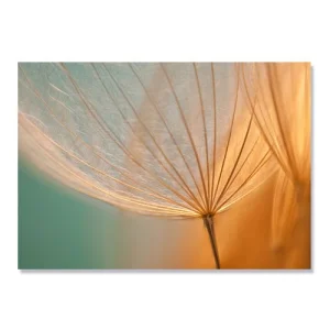 Tablou Canvas - Papadie II, Flori, Plante